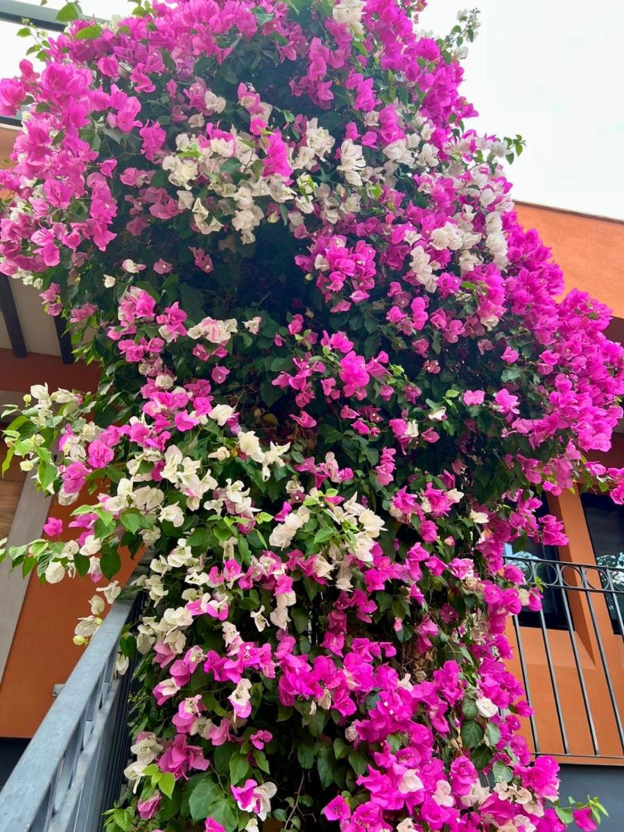 Hotel Arista 1026 - Housity
