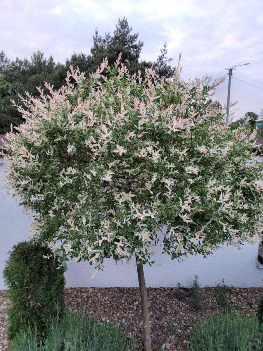 Willa Republika - Housity