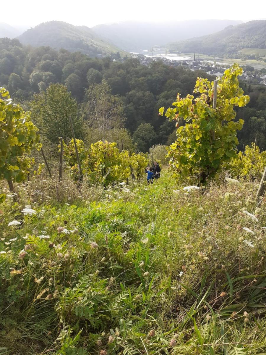 Apartment Lollo - Housity