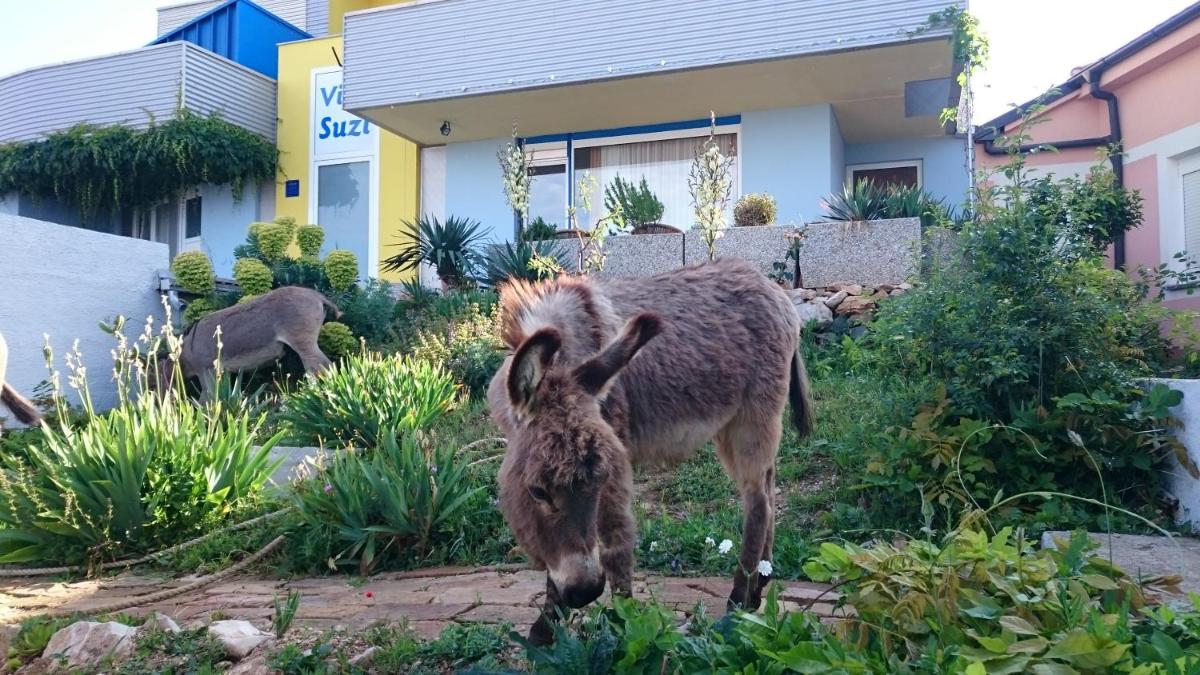Villa Suzi Donkey farm with seaview - Housity