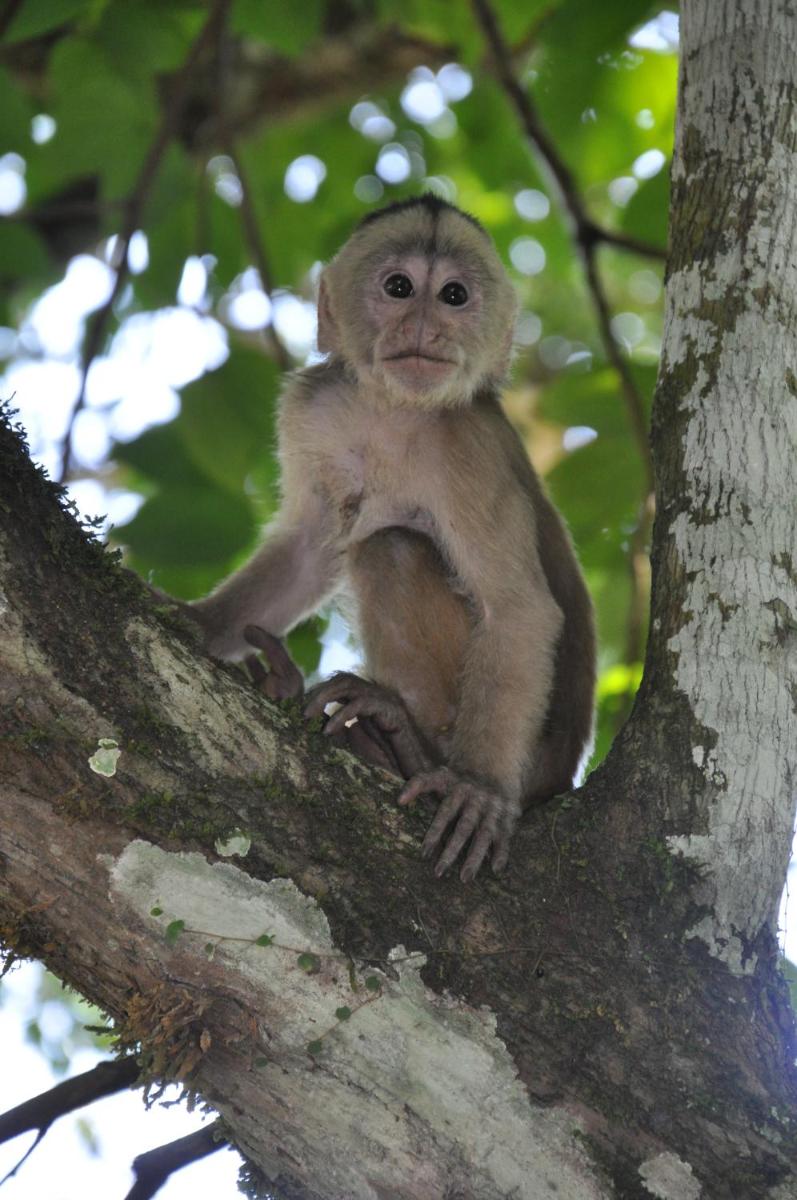 Hakuna Matata Amazon Lodge - Housity