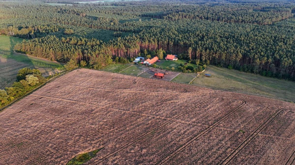 Nocleg na skraju puszczy - Housity