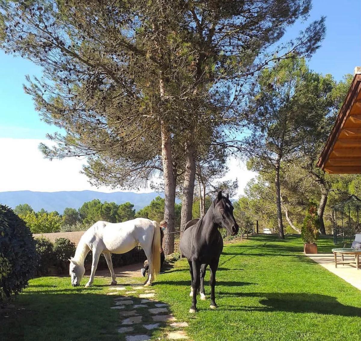 Animales en el hotel o alrededores