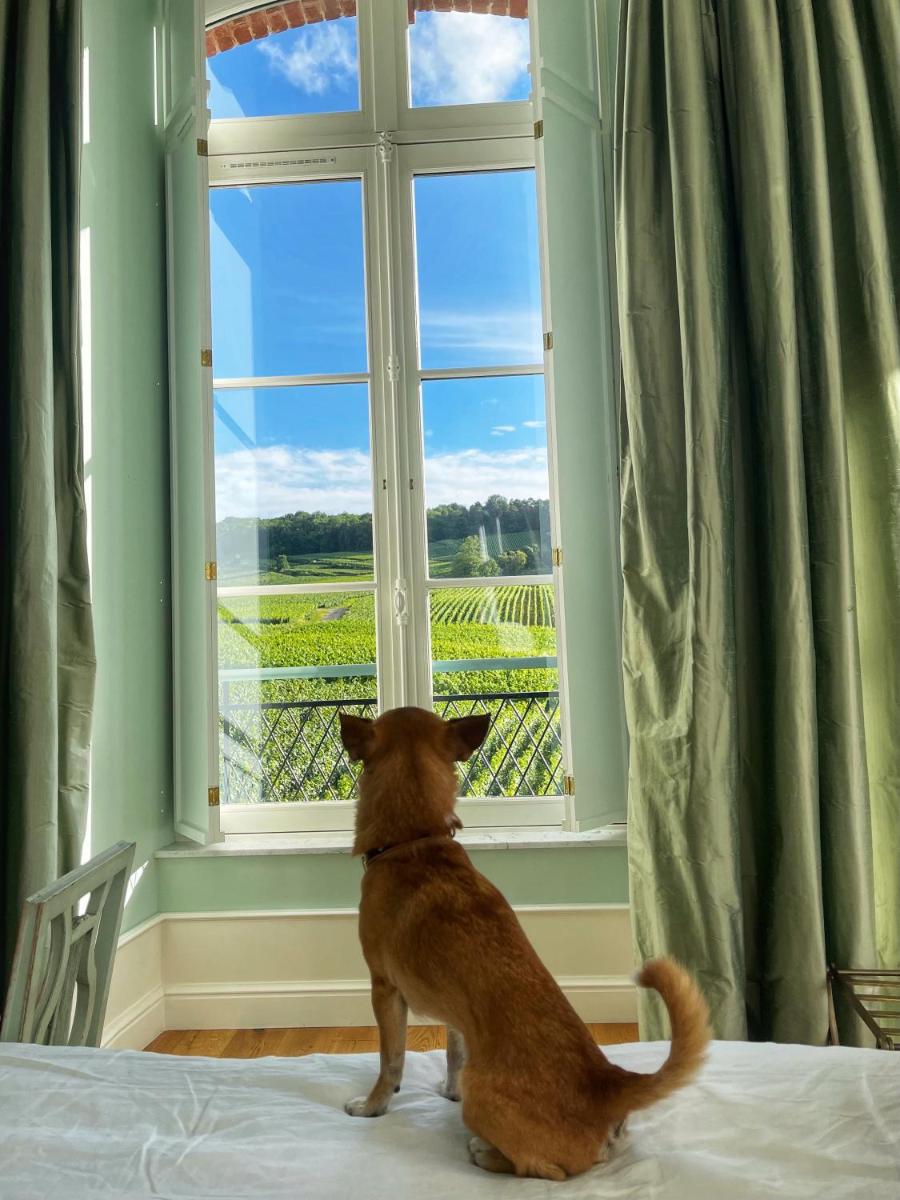 un chien assis sur un lit donnant sur une fenêtre dans l'établissement Chateau de Sacy, à Sacy 29 autres photos