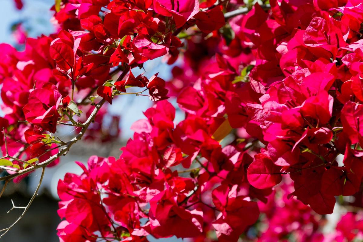 Jardín al aire libre en Hotel Can Roses