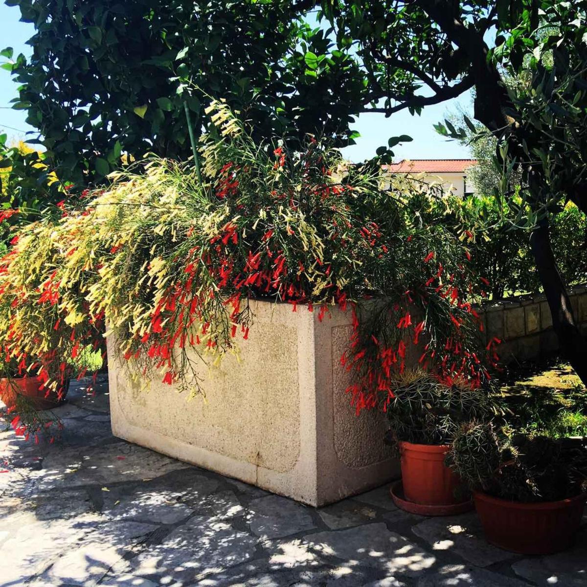 Apartments Medin Danilo - Housity