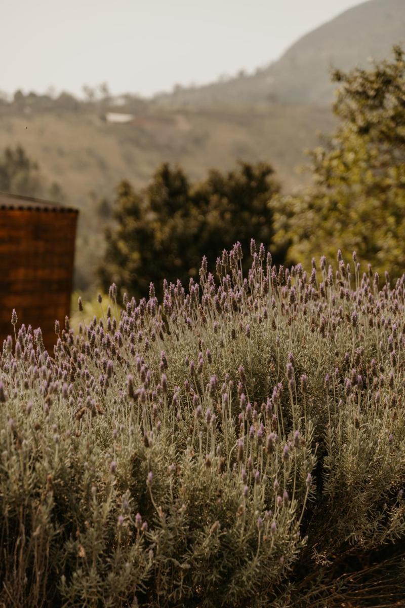 Dila's Lodge - 15 min Outlet Catarina São Roque - Housity
