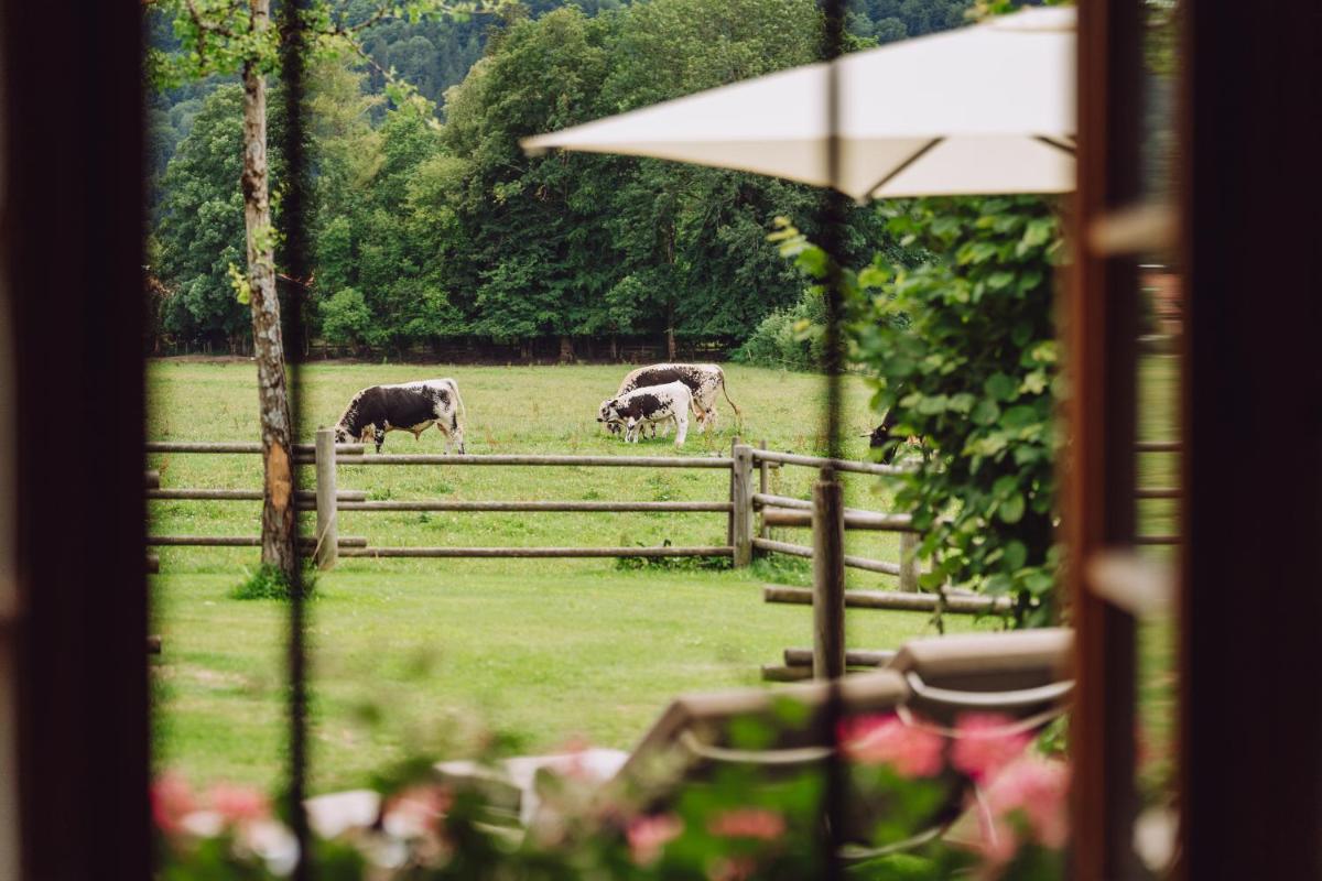 Tiere im Hotel oder in der Nähe