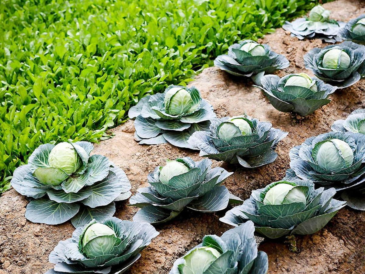 a group of cabbage plants on the ground at Pullman New Delhi Aerocity in New Delhi