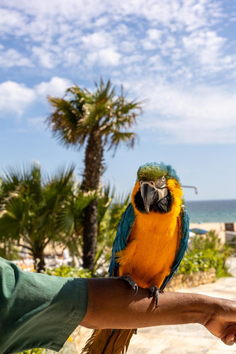Animais no hotel ou nos arredores