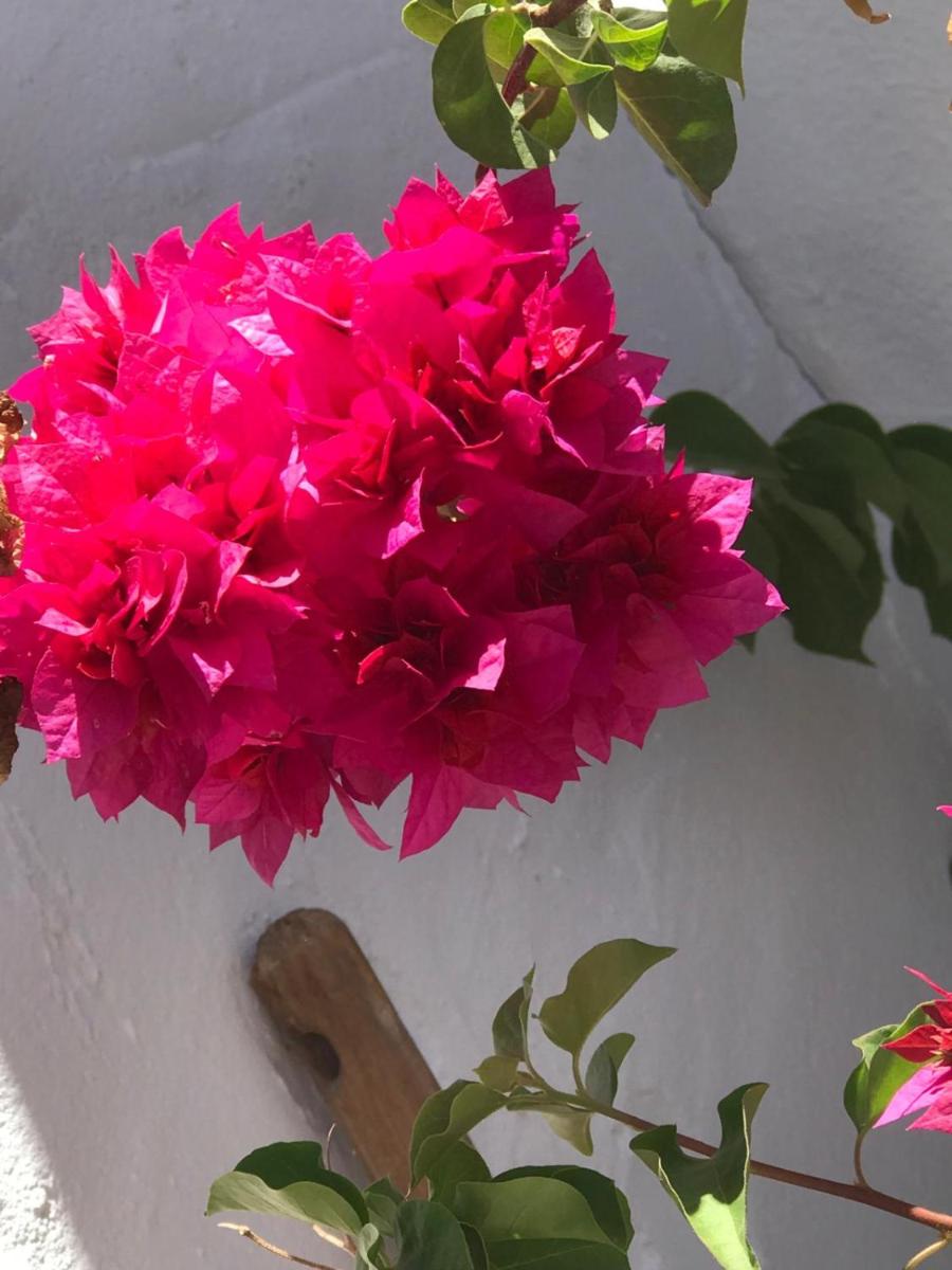 HACIENDA LA MACARENA DE SEVILLA - Housity