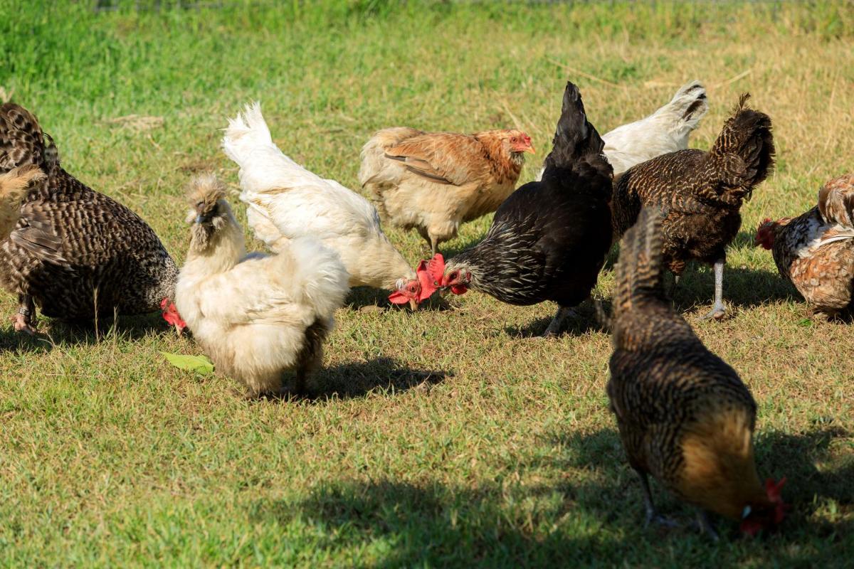 Animaux dans l'hôtel ou à proximité