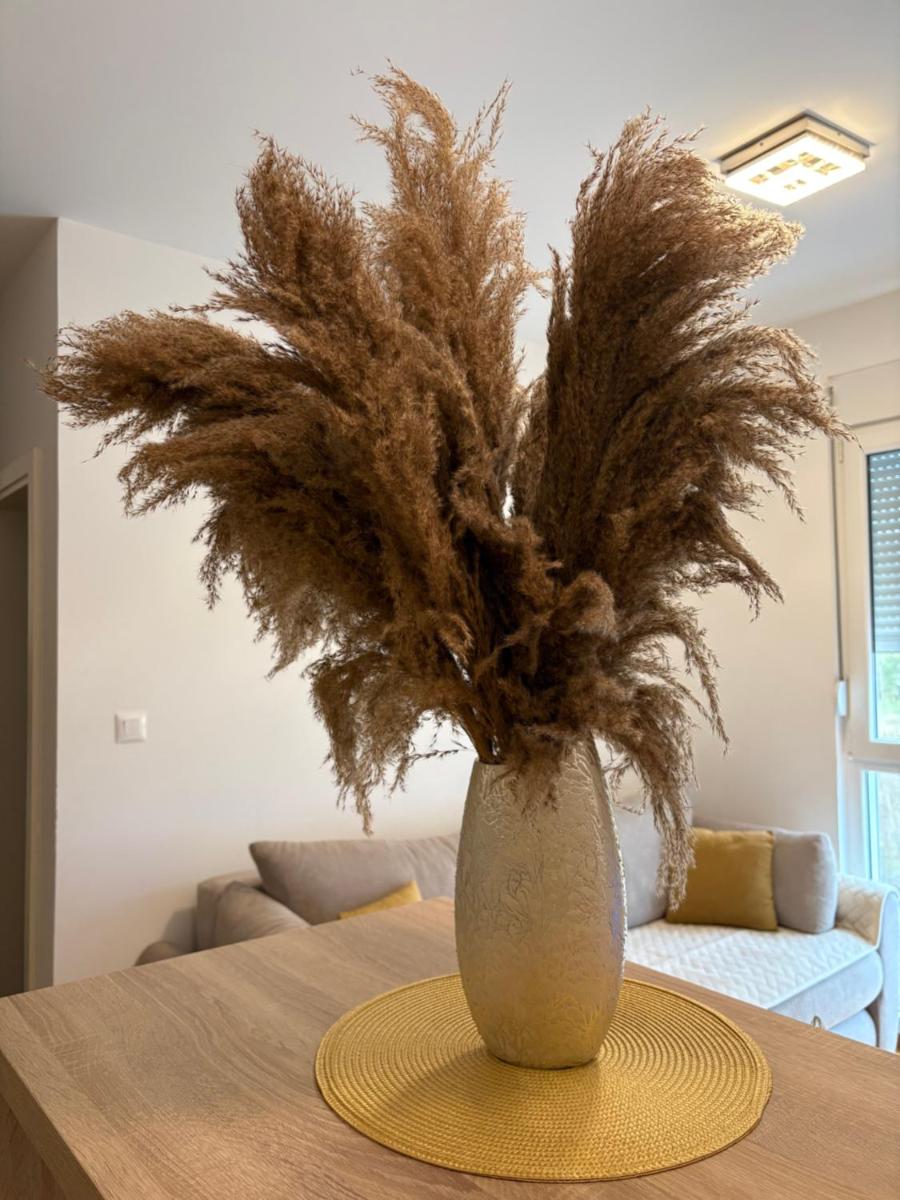 Apartments Masa - Housity