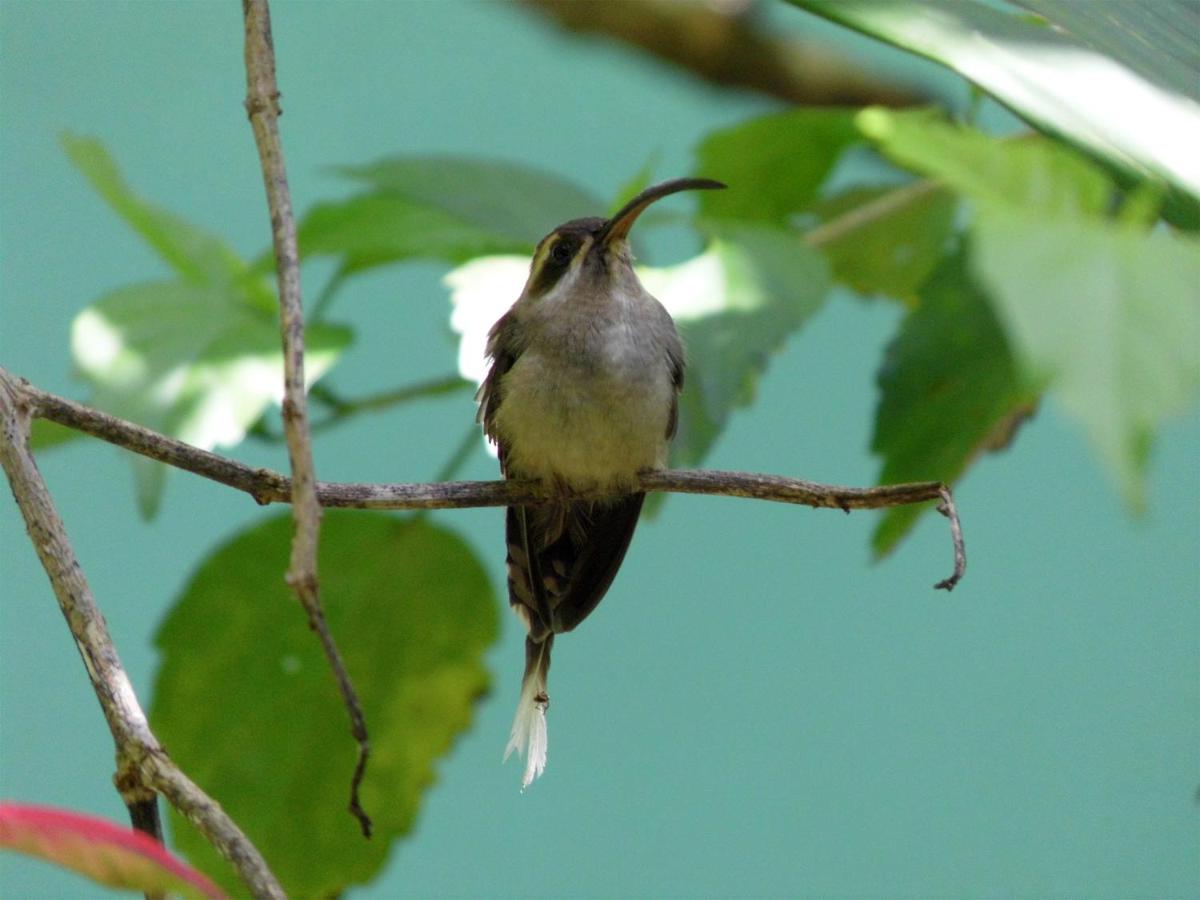 El Colibri Lodge - Housity
