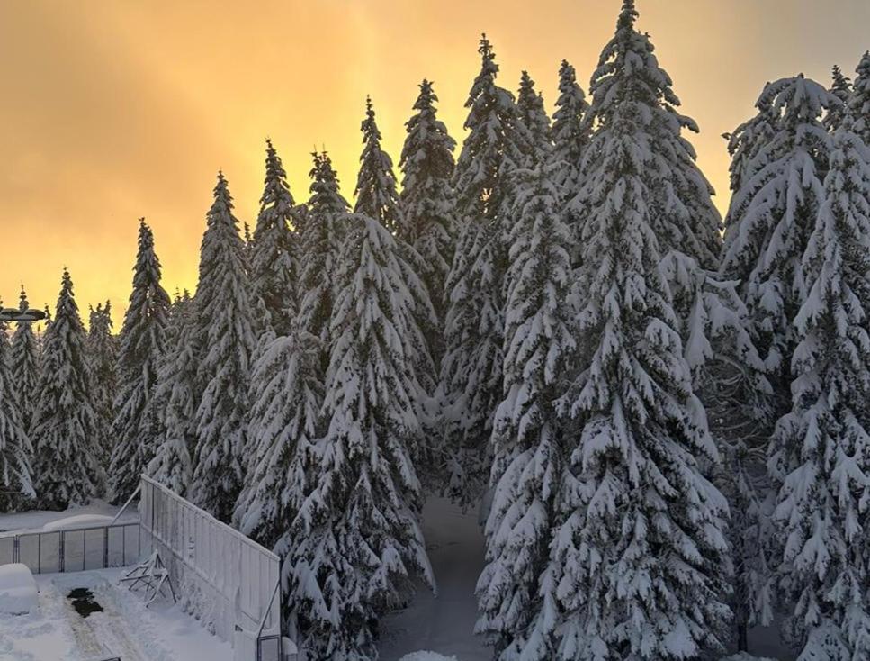 Suncana Planina - Kopaonik - Housity