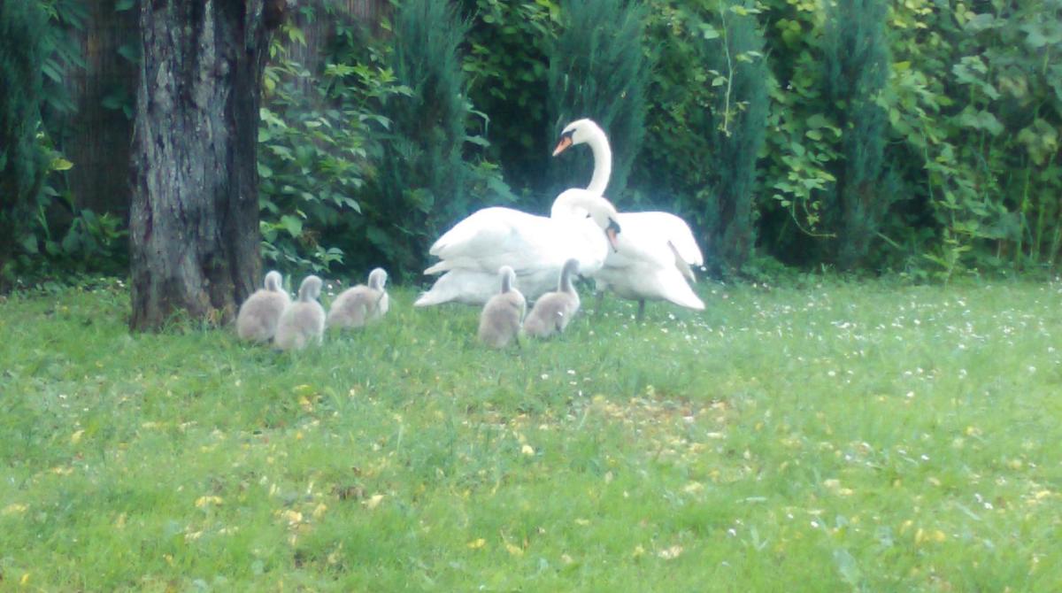 Farm stay Lackovic - Housity