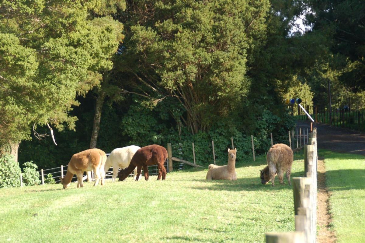 Kohinui Glade Holiday Cottage - Housity