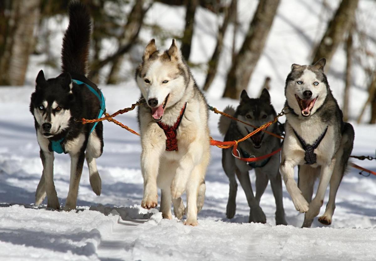 Animal ou animaux domestique(s) séjournant avec des clients dans l'établissement Terra-Beka Lodge