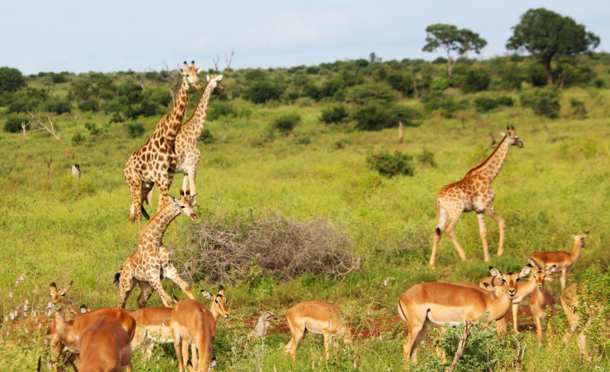 Grace of Africa, Couples 5 STAR Nature Lodge - Housity