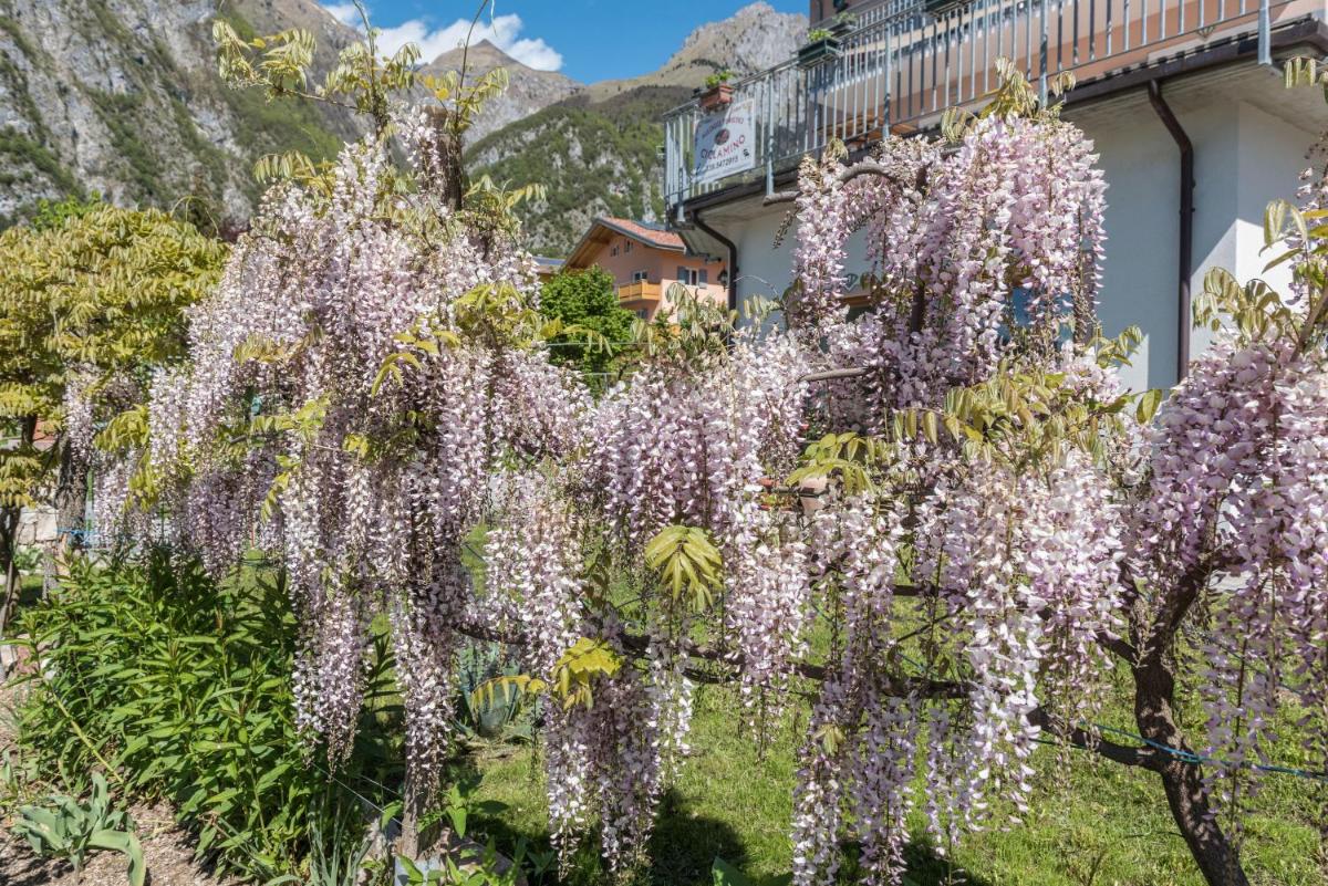 Ciclamino Standard Vittoria - Housity