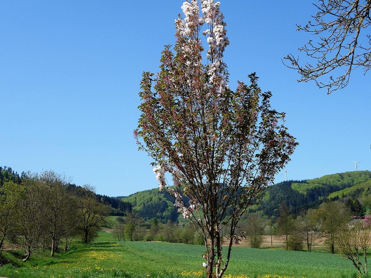 Ferienwohnungen Braun - Housity