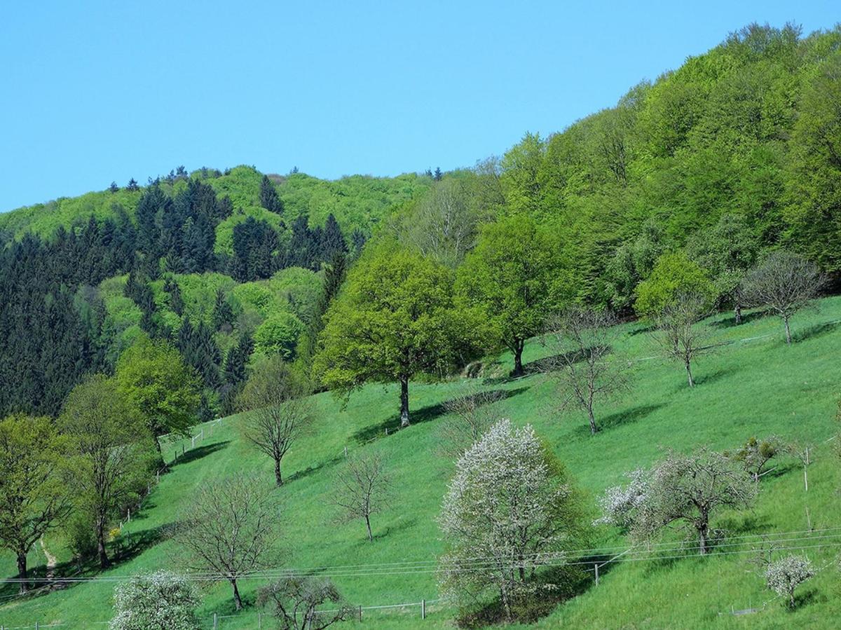 Ferienwohnungen Braun - Housity