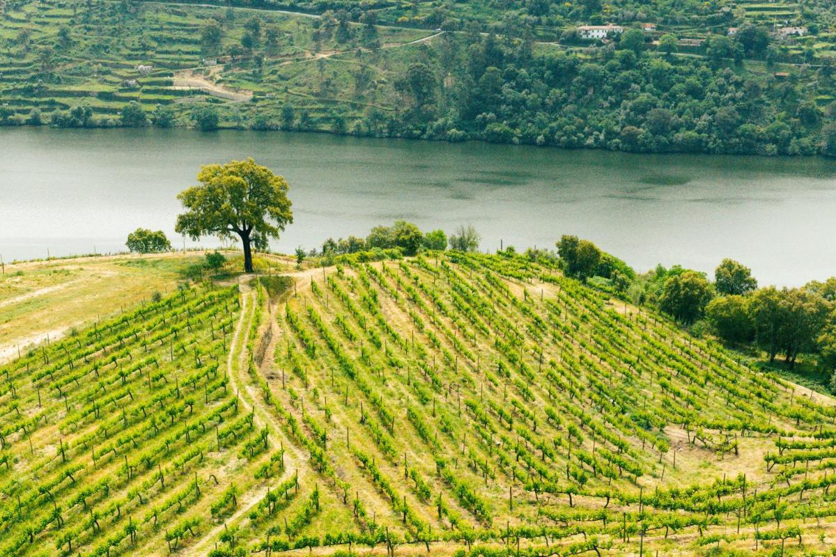 uma árvore no topo de uma colina ao lado de um rio em Douro Palace Hotel Resort & SPA em Baião