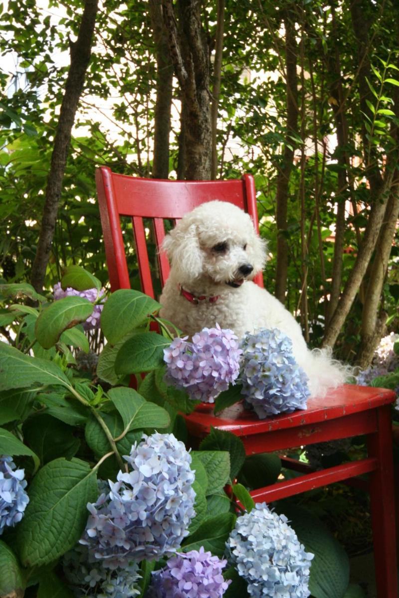 Suitetrails - Hydrangea House Inn