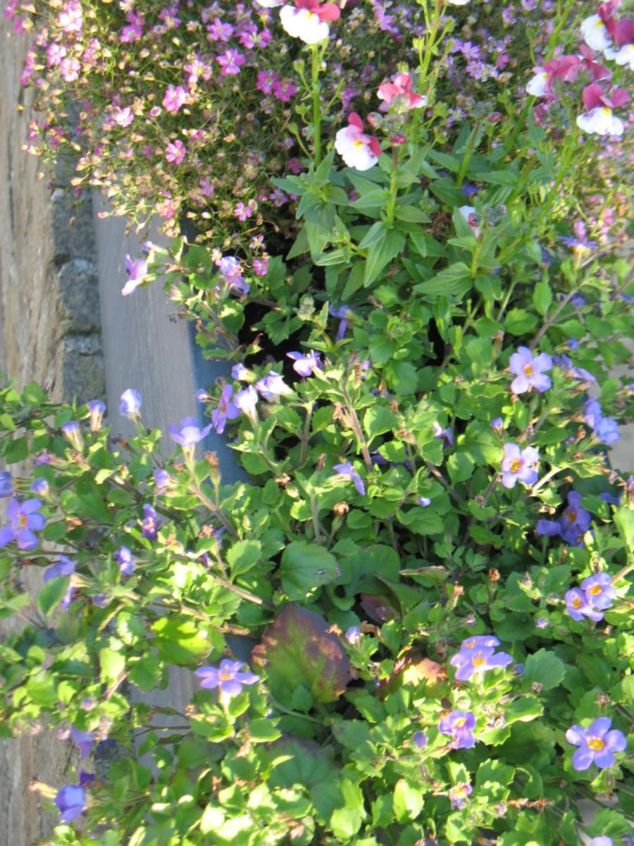 B&Logies De Duinroos Koksijde - Housity