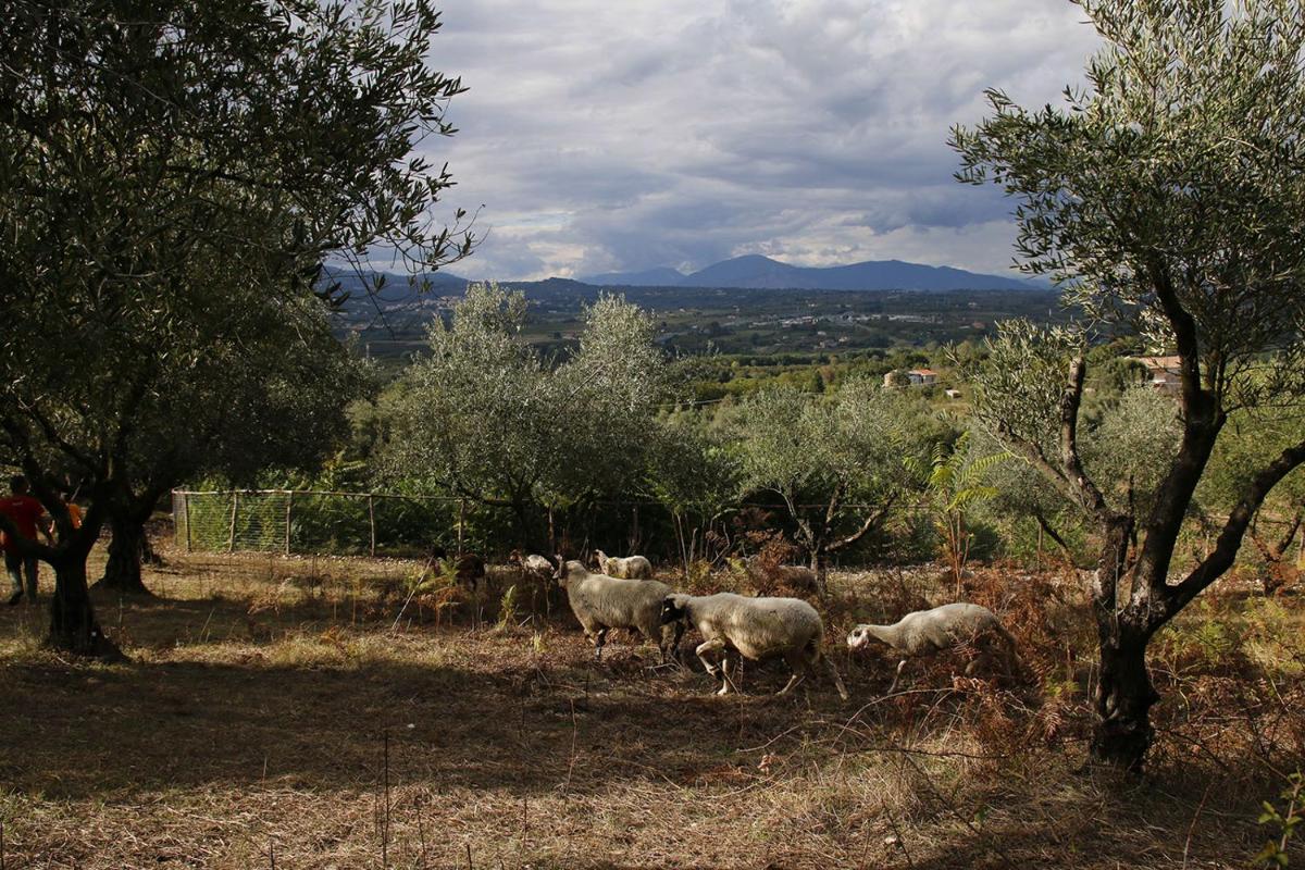 Tenuta Cerreto - Housity
