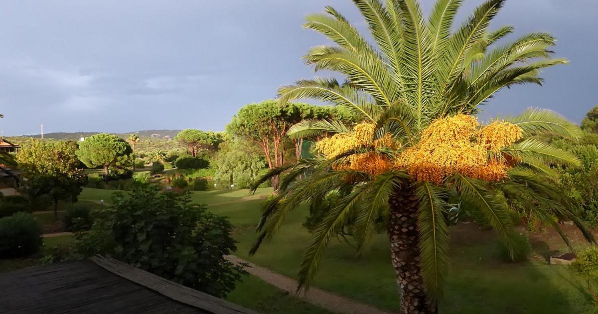 PalmTreeHouse-SardiniaEncharming&Relaxing - Hizvo