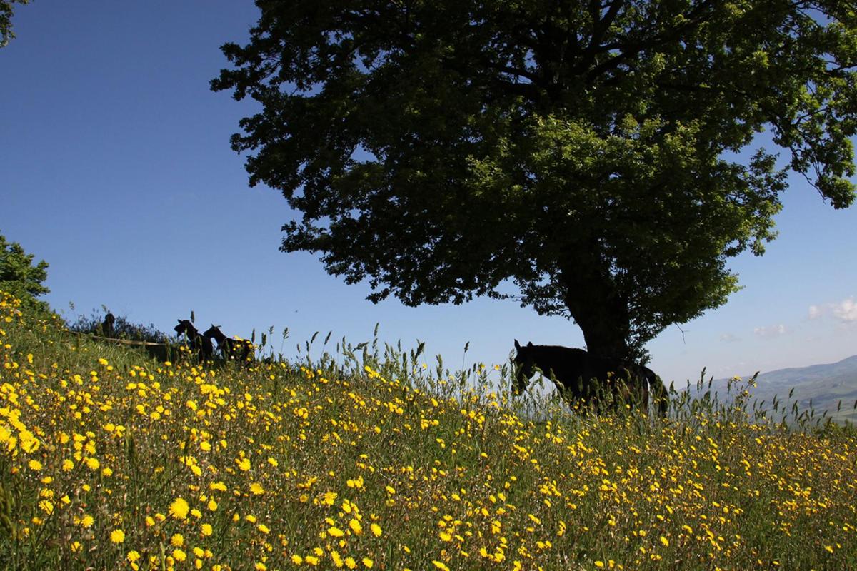 Suitetrails - Agriturismo Il Regio Tratturo