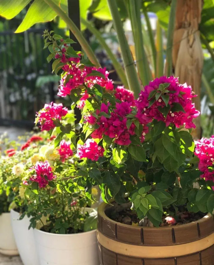 ⁨Artunc Hotel Bodrum⁩ — صورة 16