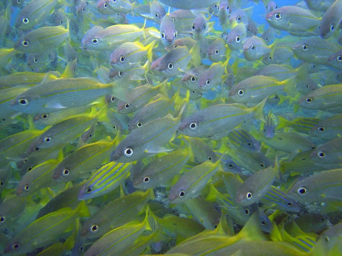 فندق زاوادي زنجبار — صورة 3