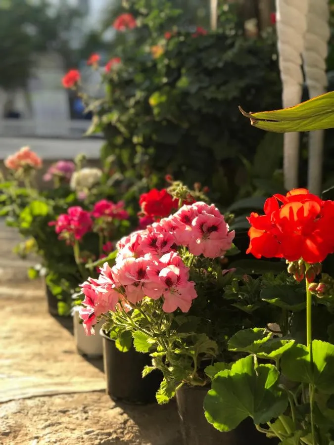 ⁨Artunc Hotel Bodrum⁩ — صورة 15