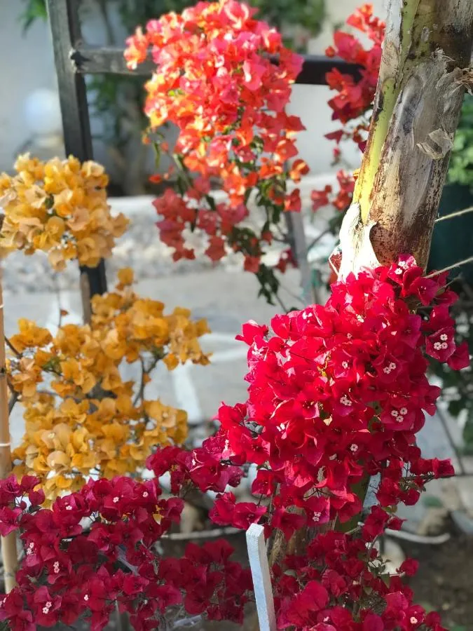 ⁨Artunc Hotel Bodrum⁩ — صورة 14