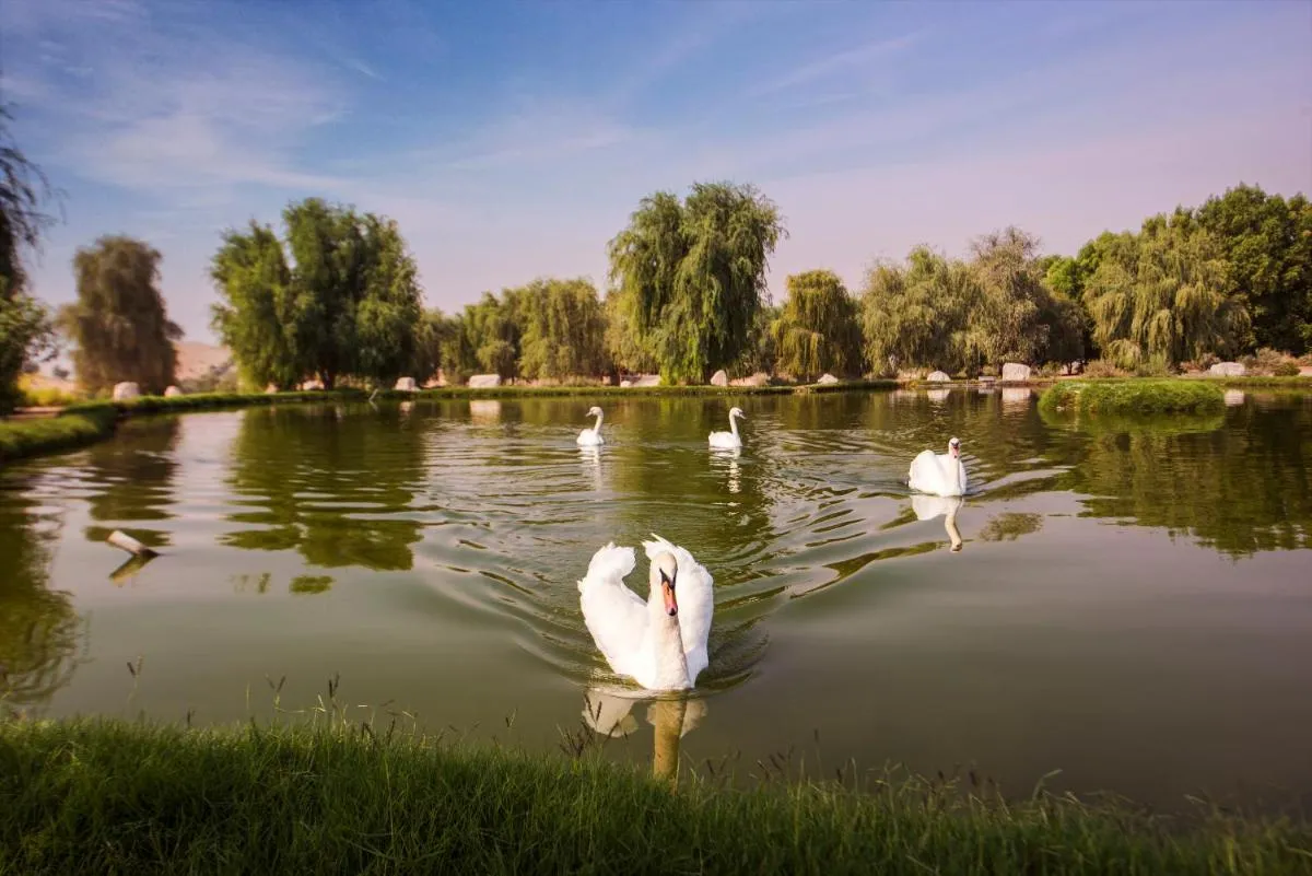 ⁨تيلال منتجع ال اين⁩ — صورة 23