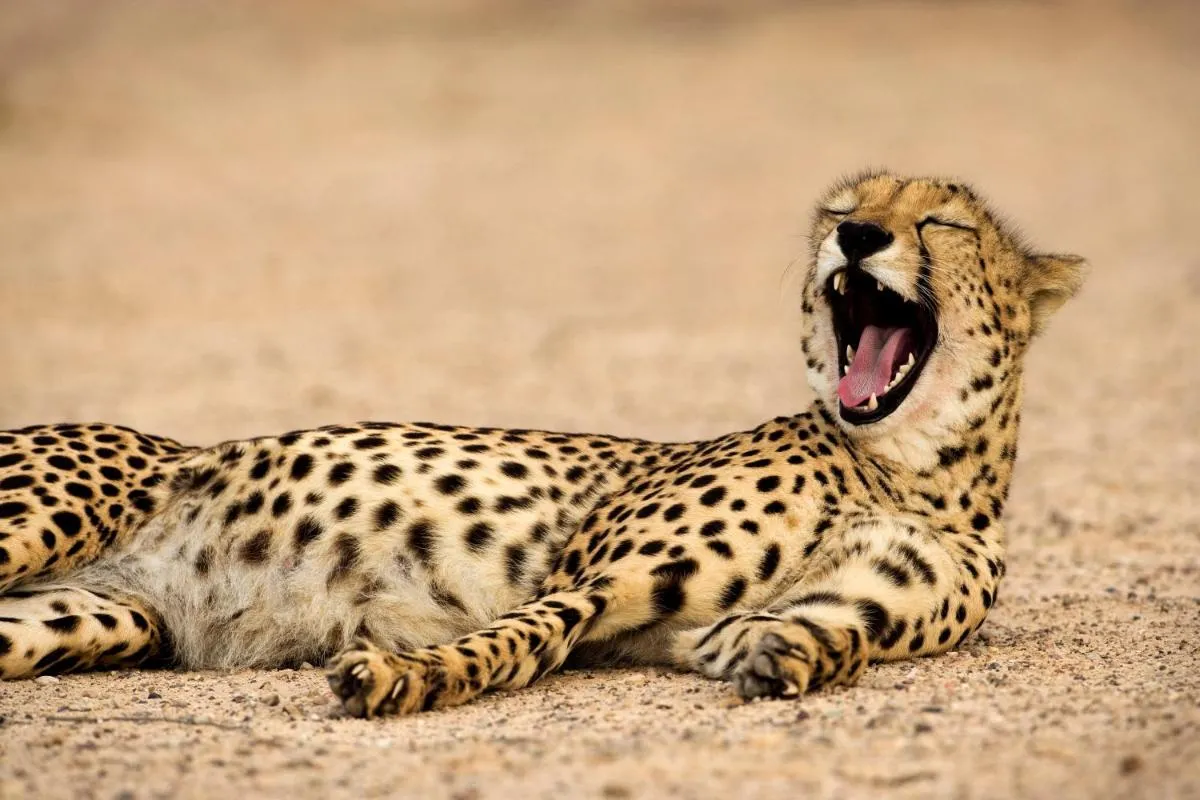⁨أنانتارا سير باني ياس يسلاند ال ساهيل فيلات⁩ — صورة 33