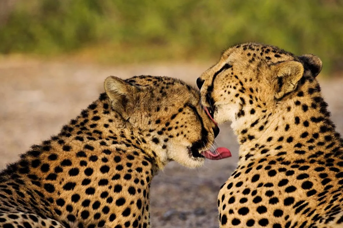 ⁨أنانتارا سير باني ياس يسلاند ال ساهيل فيلات⁩ — صورة 35