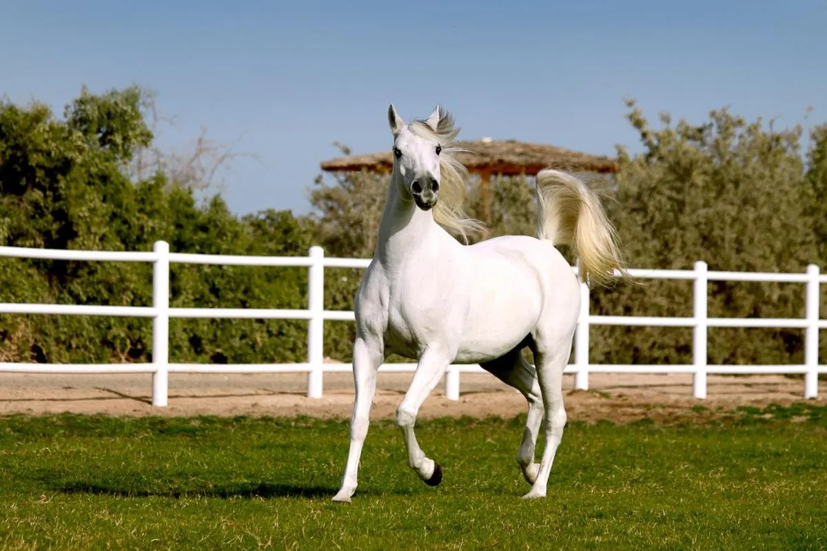 ⁨أنانتارا سير باني ياس يسلاند ال ساهيل فيلات⁩ — صورة 36