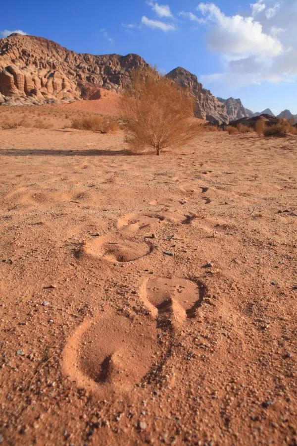 ⁨بيدووين يكسبيديتيون⁩ — صورة 22
