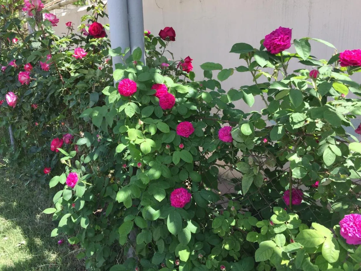 ⁨هاسانوفس فيلا⁩ — صورة 46