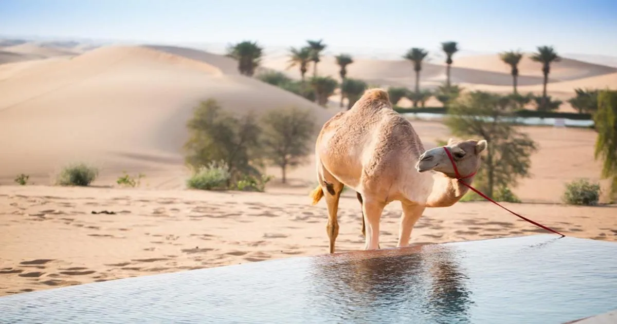 ⁨تيلال منتجع ال اين⁩ — صورة 11