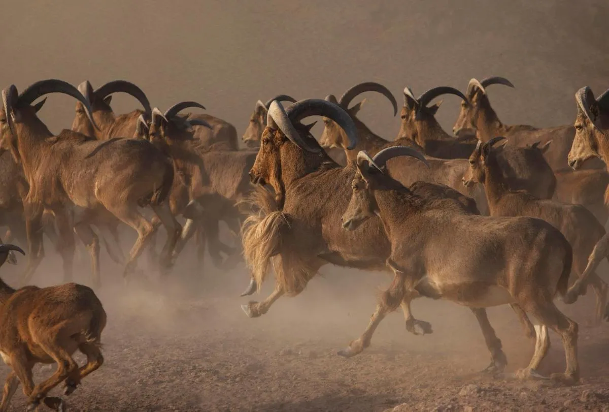 ⁨أنانتارا سير باني ياس يسلاند ال ساهيل فيلات⁩ — صورة 17