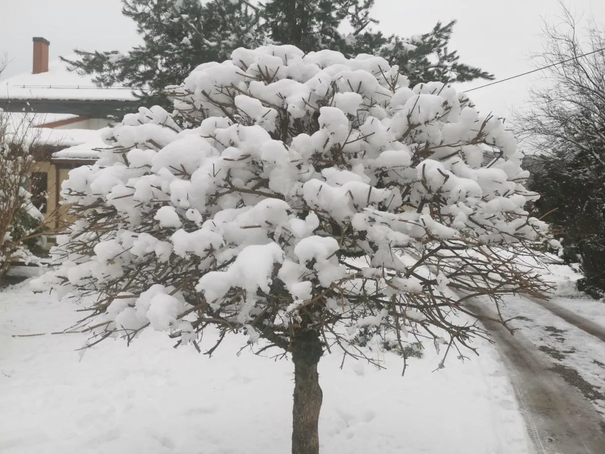 ⁨غتيس ليس غرانديس فوييس - سل فاسانسيس⁩ — صورة 26