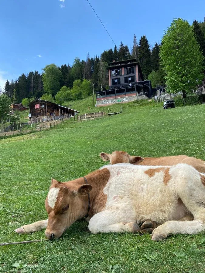 ⁨فندق آيدر فيلا دي بيليت⁩ — صورة 24