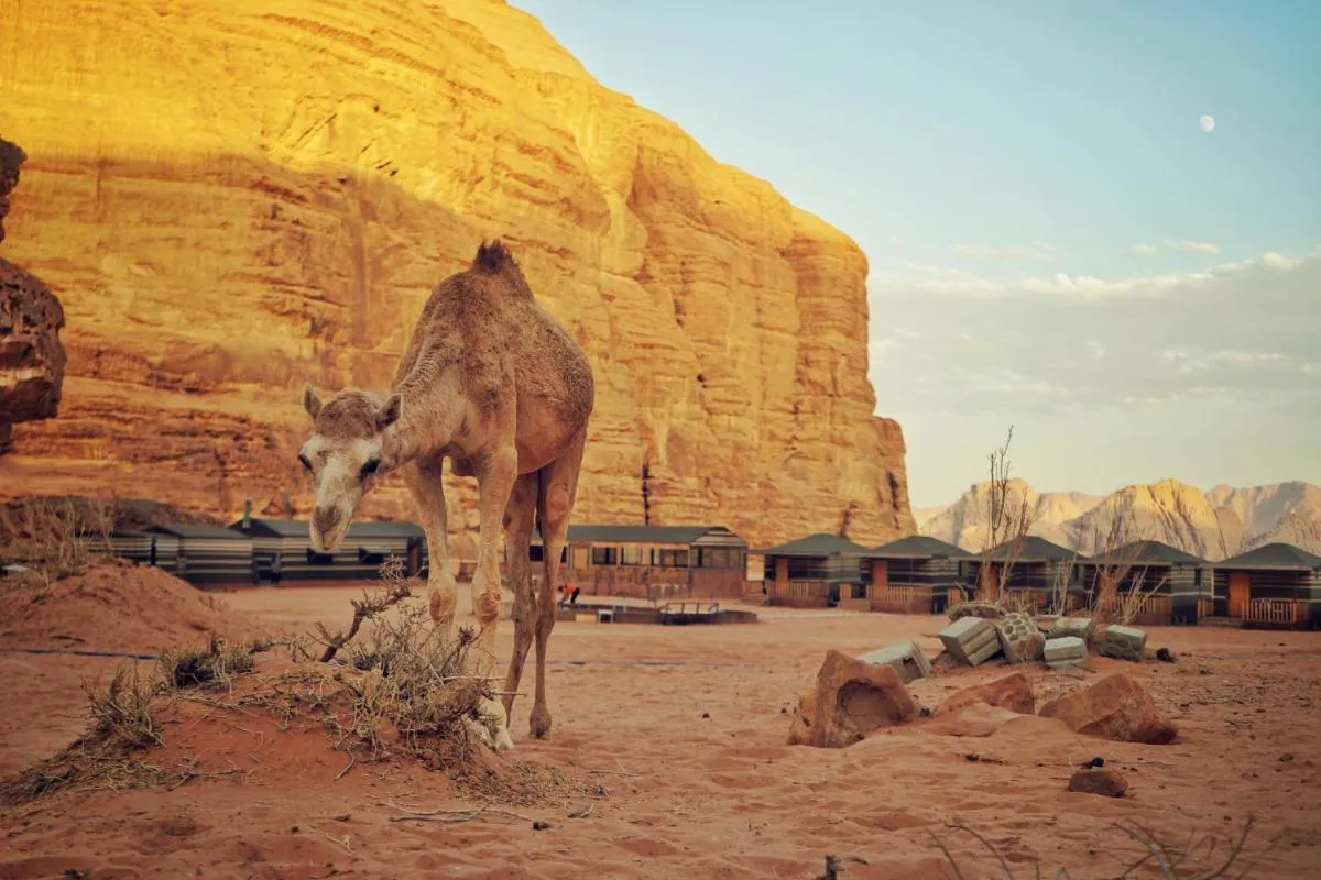 ⁨سالمان زوايده سامب⁩ — صورة 24