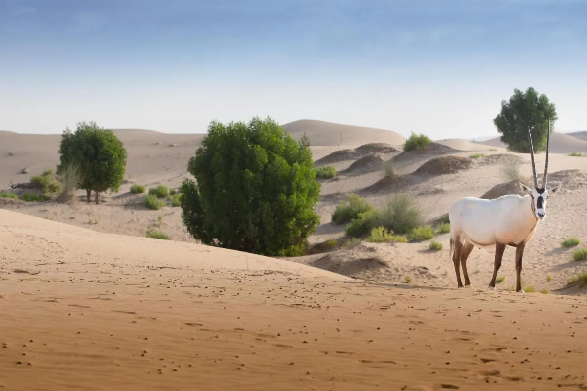 ⁨تيلال منتجع ال اين⁩ — صورة 25