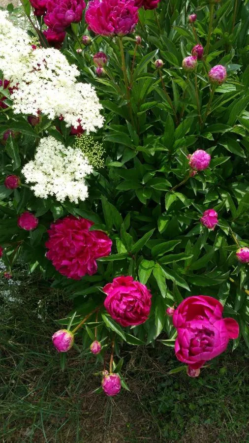 ⁨لي ماغيوت⁩ — صورة 33