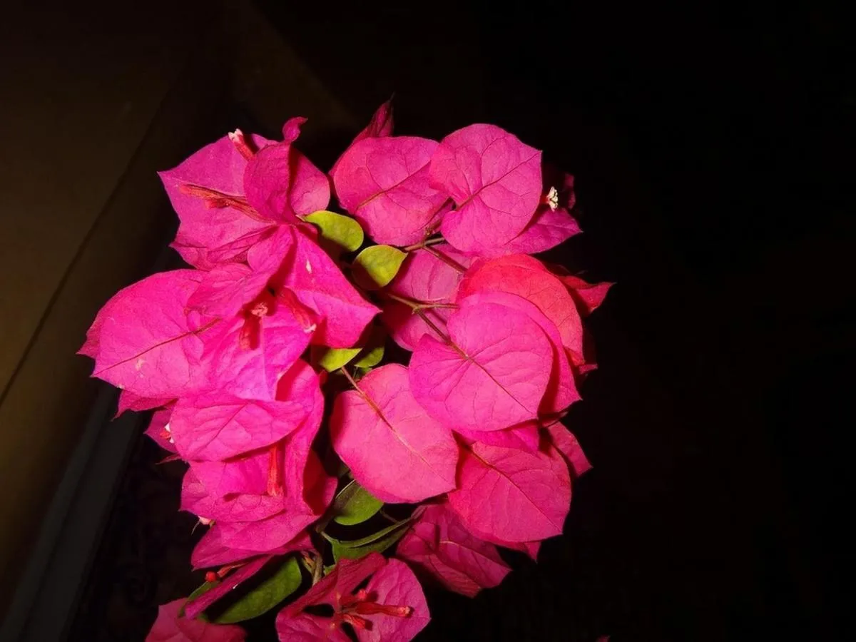 ⁨رياد بيل هاج⁩ — صورة 36
